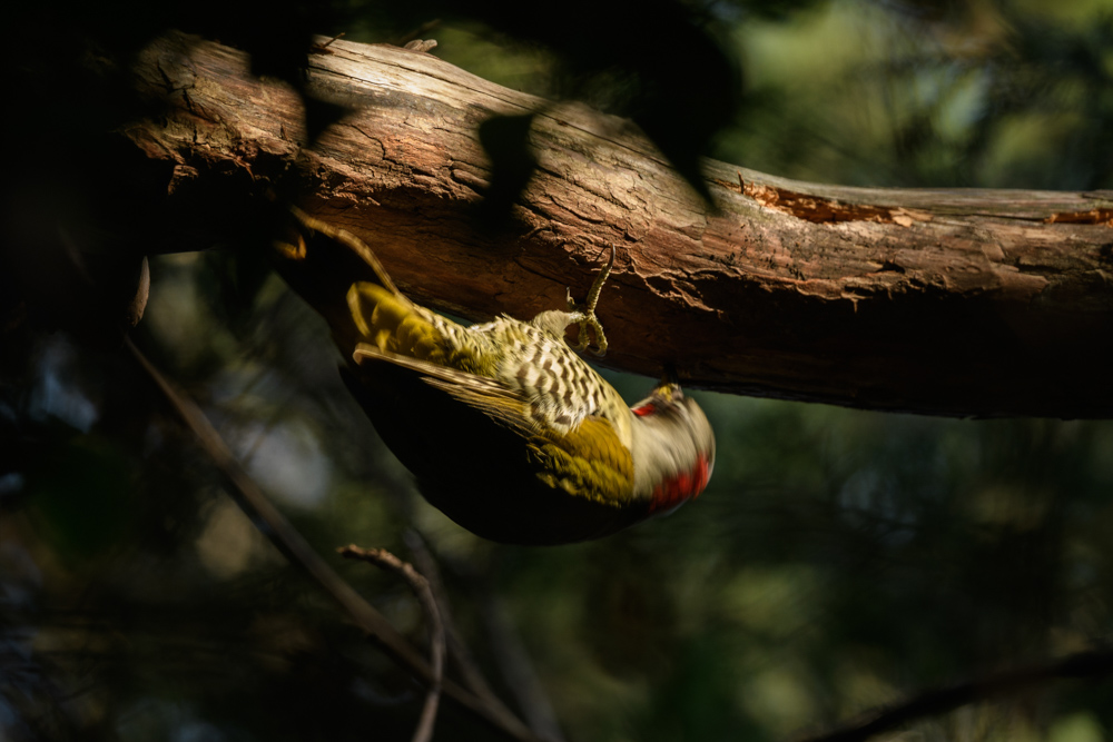 アオゲラ / Japanese green woodpecker