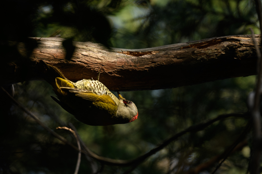 アオゲラ / Japanese green woodpecker