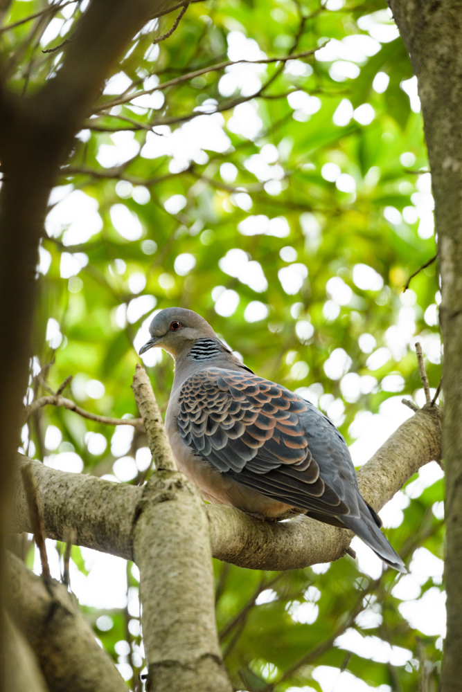 キジバト / Oriental turtle dove
