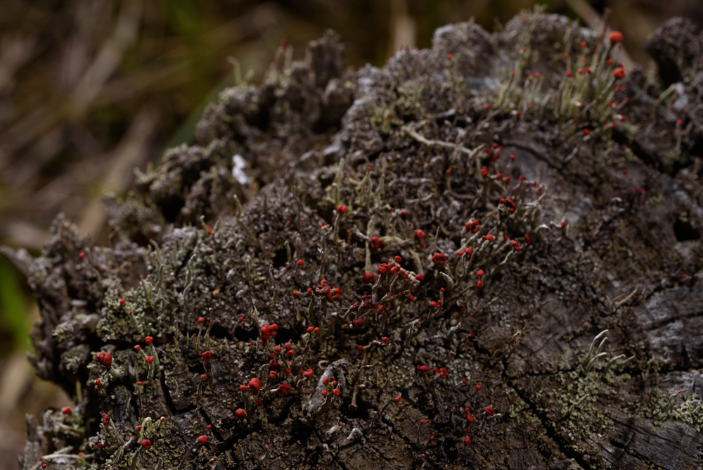 朽木に生えた小さな菌類 / Tiny fungi on weathered pile