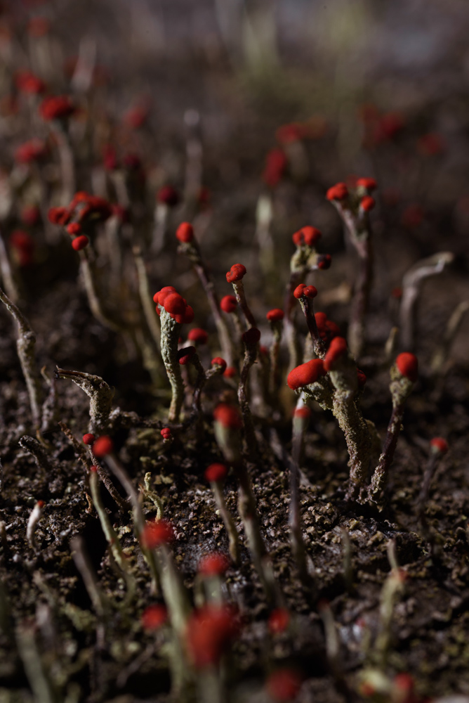 小さな赤い菌類 / Tiny red fungi