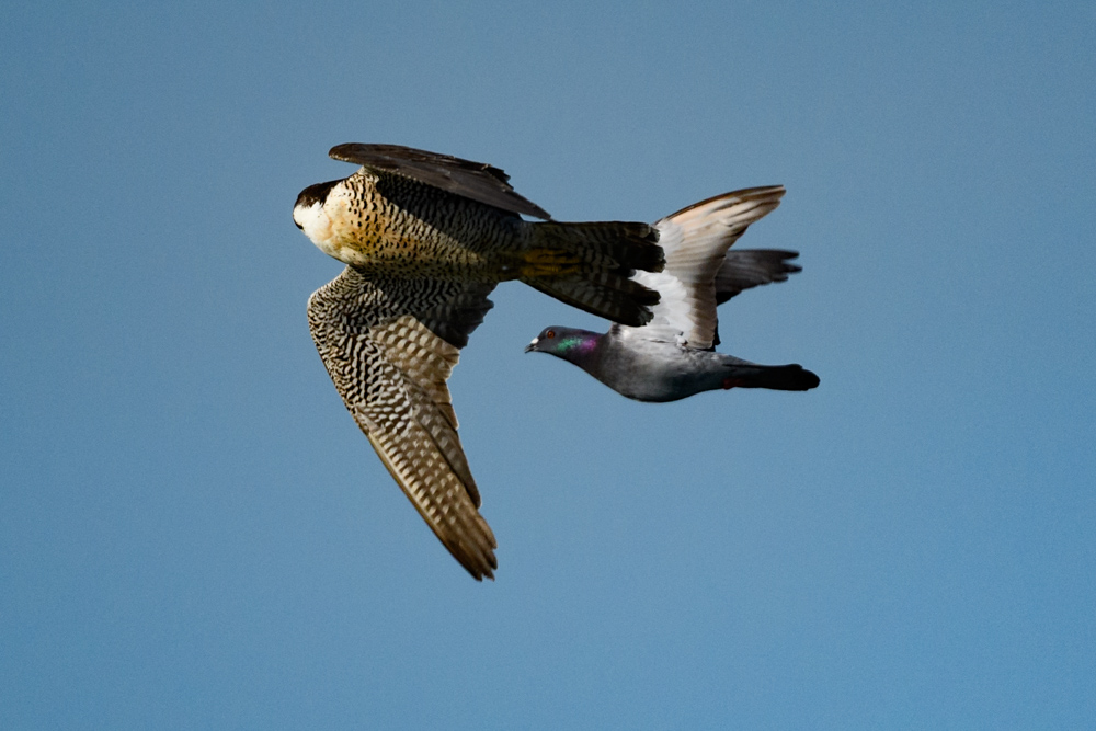 ドバトに接近するハヤブサ / Falcon approaching a pigeon