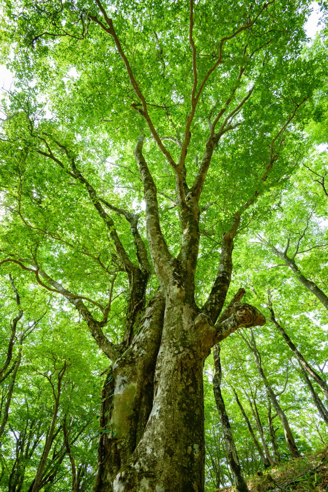 ブナの大木を見上げる Looking up at a large beech tree