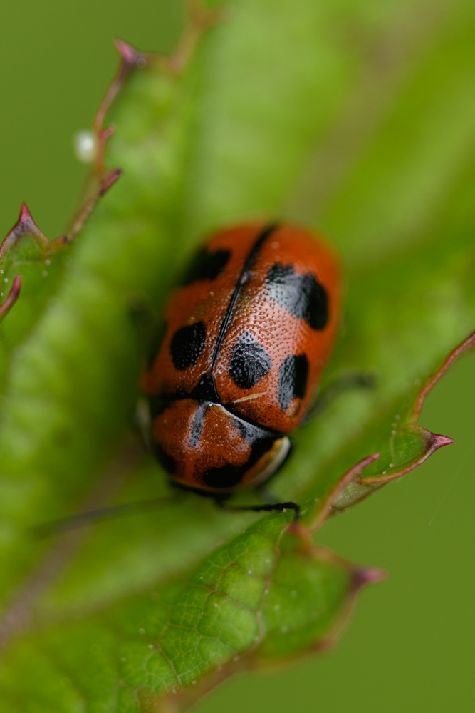 種類不明のてんとう虫 an unidentified ladybug