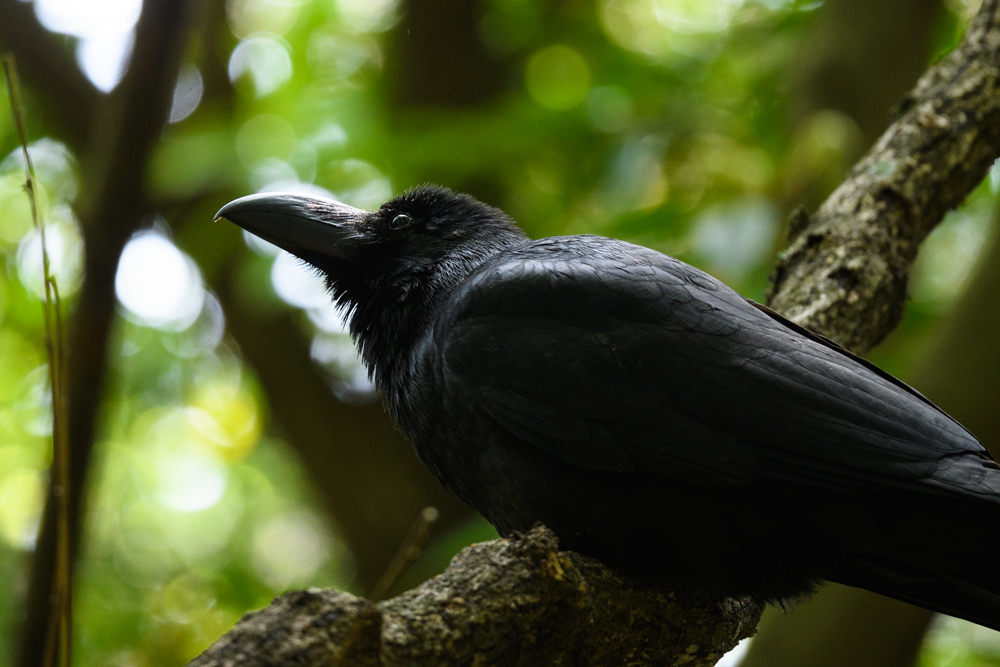 ハシブトガラス / Large-billed Crow