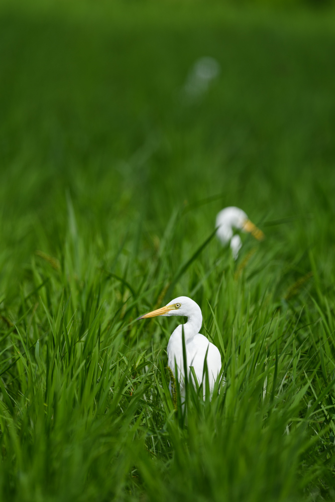 チュウサギ / Intermediate Egret