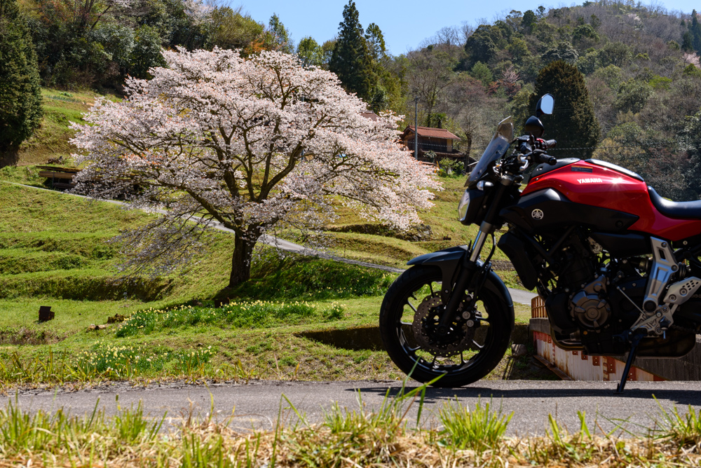 井川の一本桜とバイク single cherry blossoms at Igawa and a motorcycle
