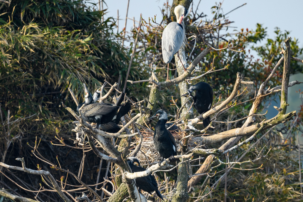 カワウのペア a pair of Great Cormorants
