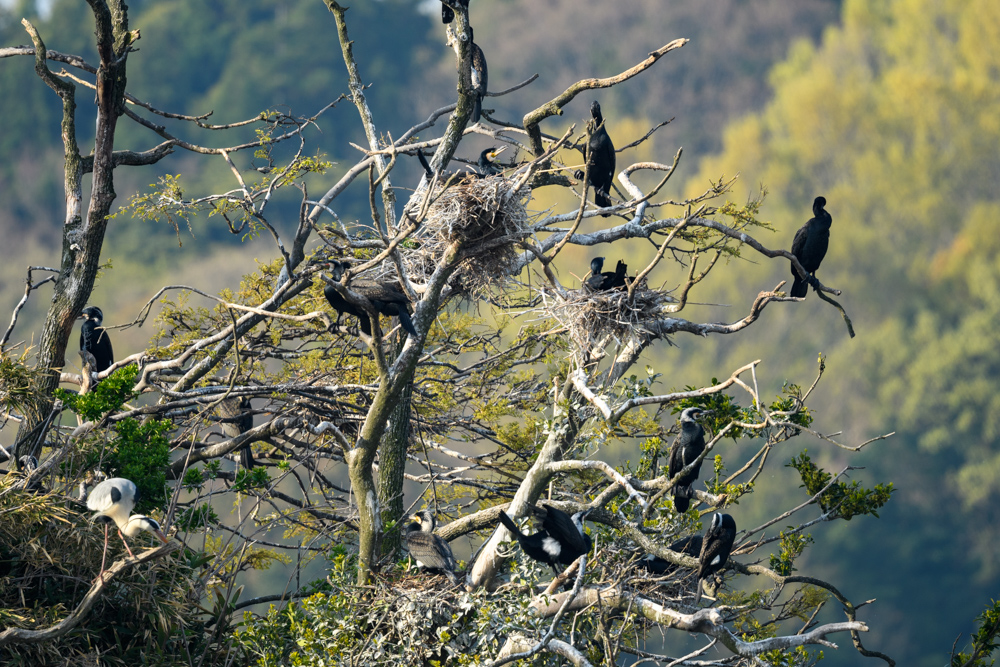 カワウは多くが抱卵中 many Great Cormorants are holding eggs
