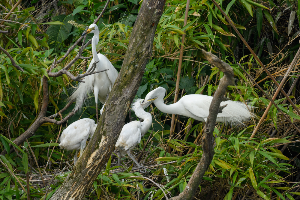 ダイサギの家族 / Great Egret family