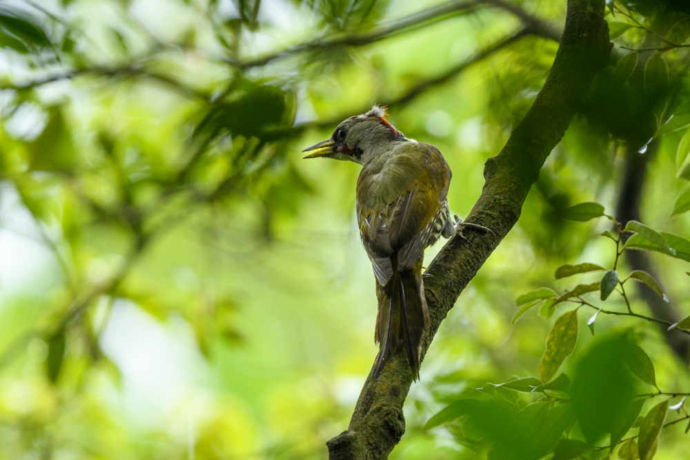 アオゲラ / Japanese Green Woodpecker