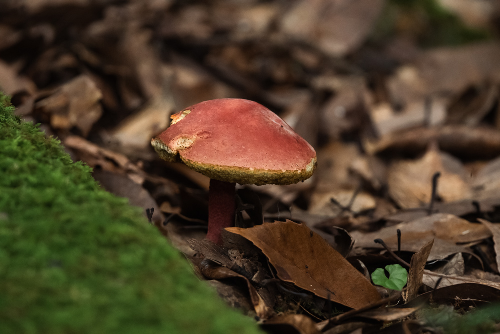 赤いキノコ red mushroom