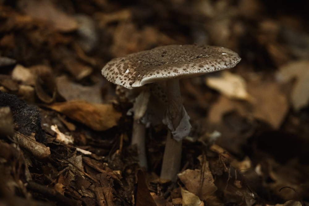茶色いキノコ brown mushroom
