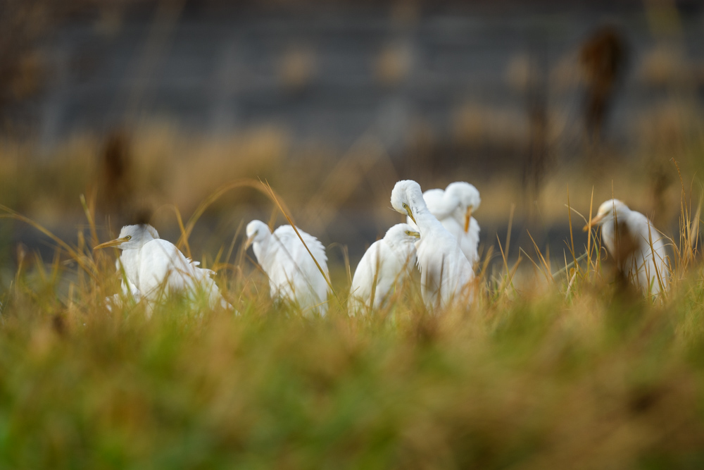 アマサギの集団 A group of Cattle Egret
