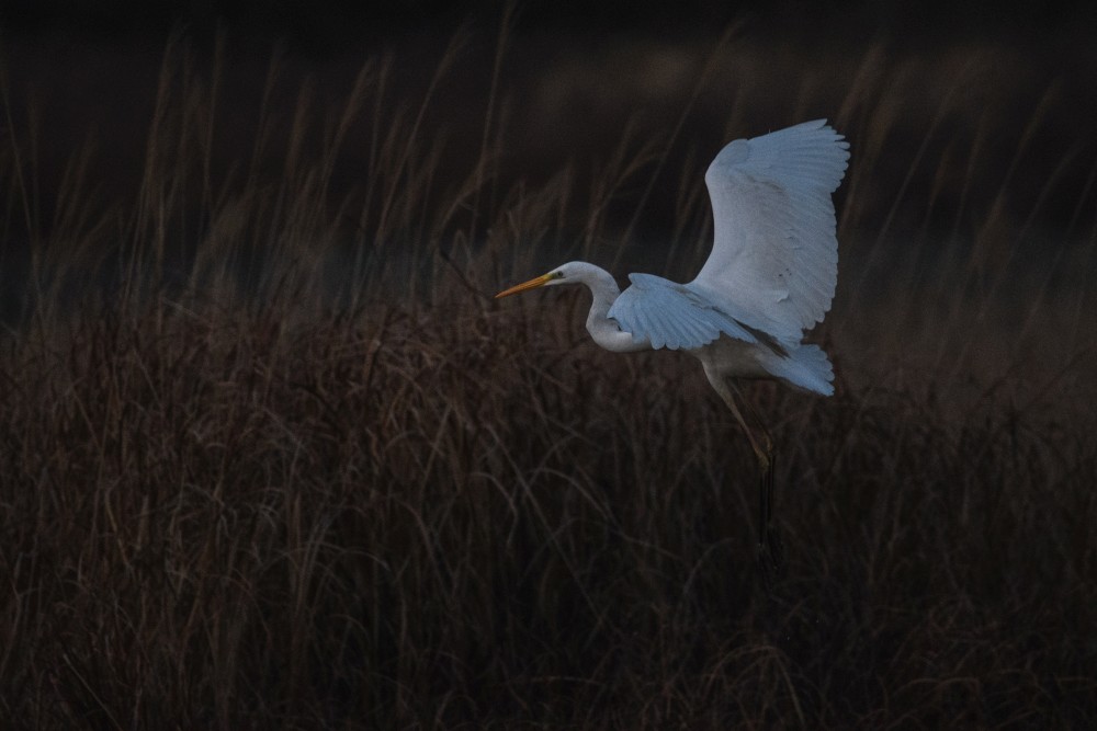 茂みに着地するダイサギ / A great egret landing