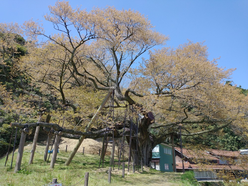葉桜となった大平桜 Ohira cherry tree after the peak of blossoms