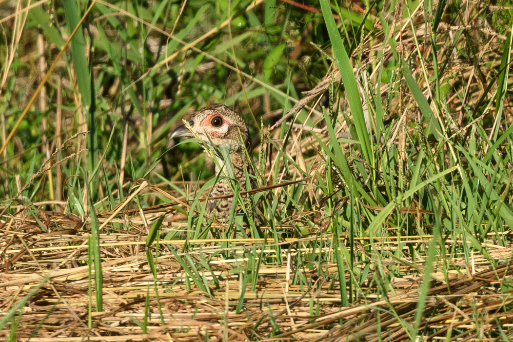 キジのメス female Common Pheasant