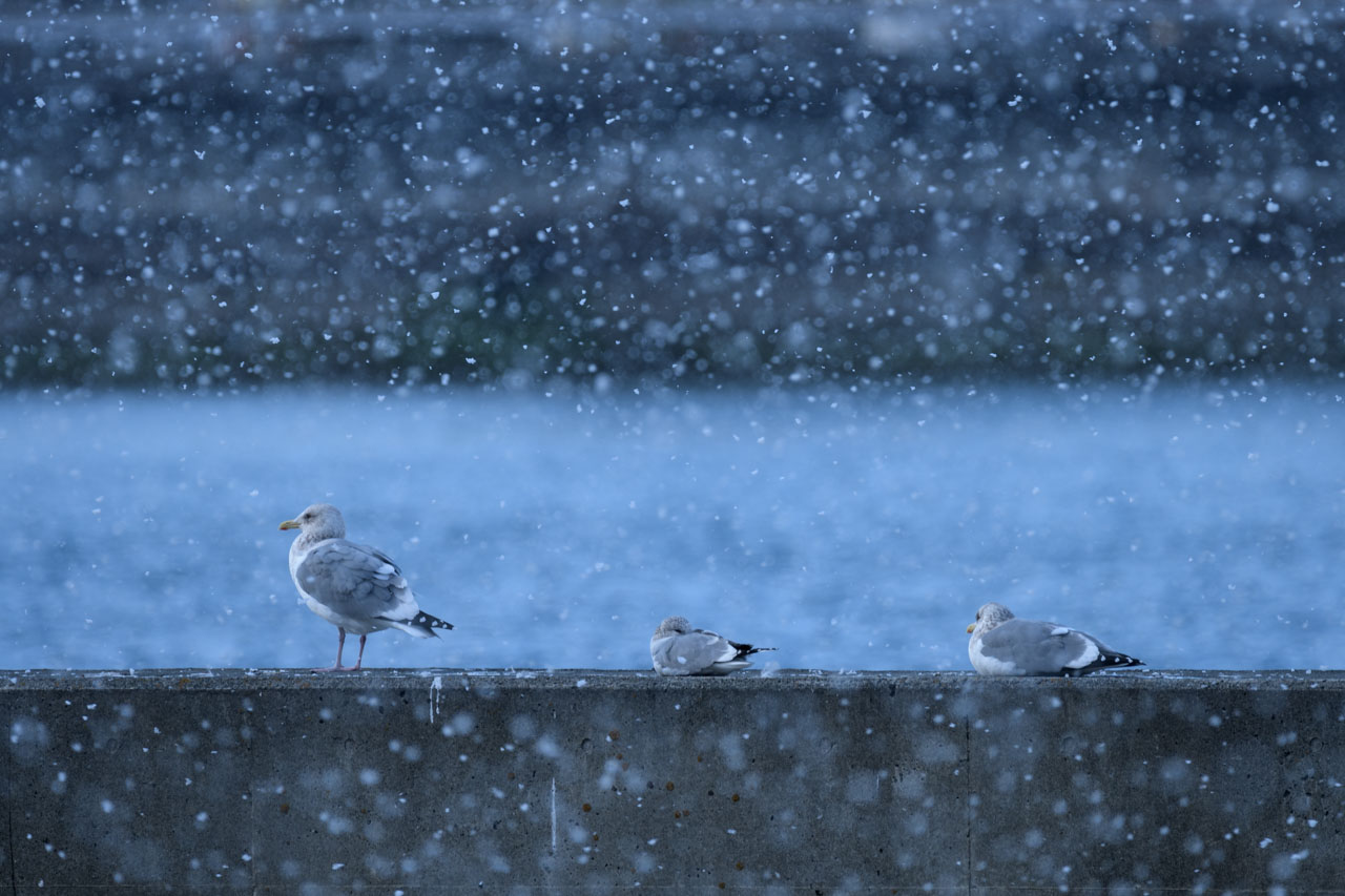 雪の降る中、堤防に止まる三羽のカモメ。 Three seagulls perched on an embankment during a snowfall.