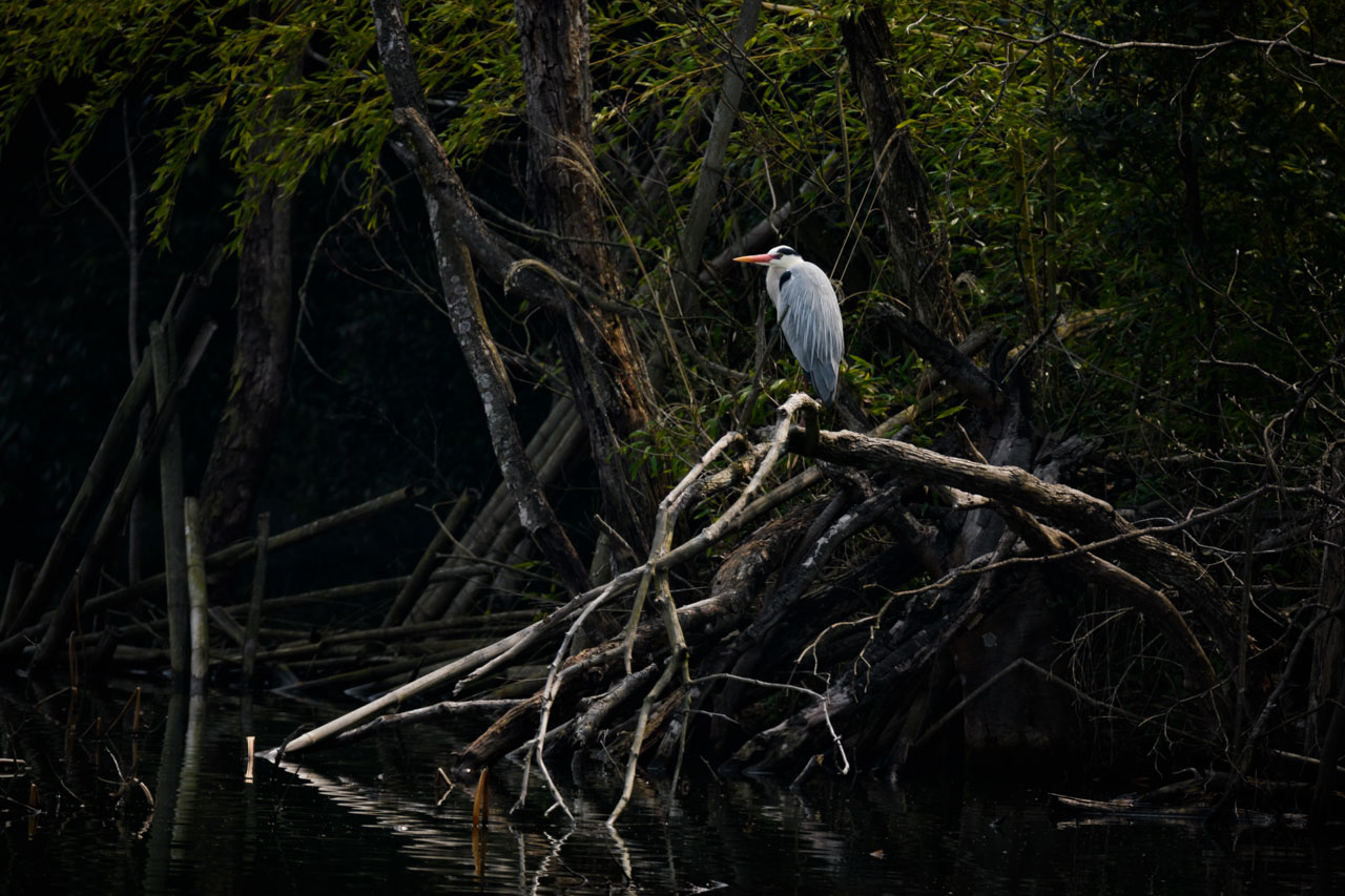 鬱蒼としたヤブから湖面に向けて突き出した枯木の上に止まるアオサギ。 A Grey Heron perches on a dead tree sticking out of a dense thicket toward the lake. 