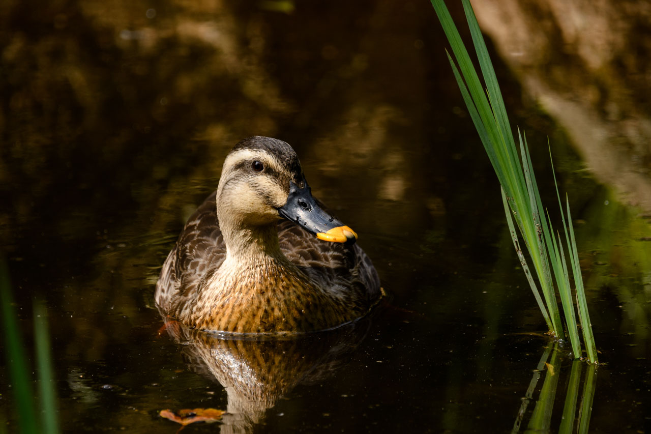 水草の生える池を泳ぐカルガモのクローズアップ。 A close-up of an Eastern Spot-billed Duck swimming in a pond with water plants.