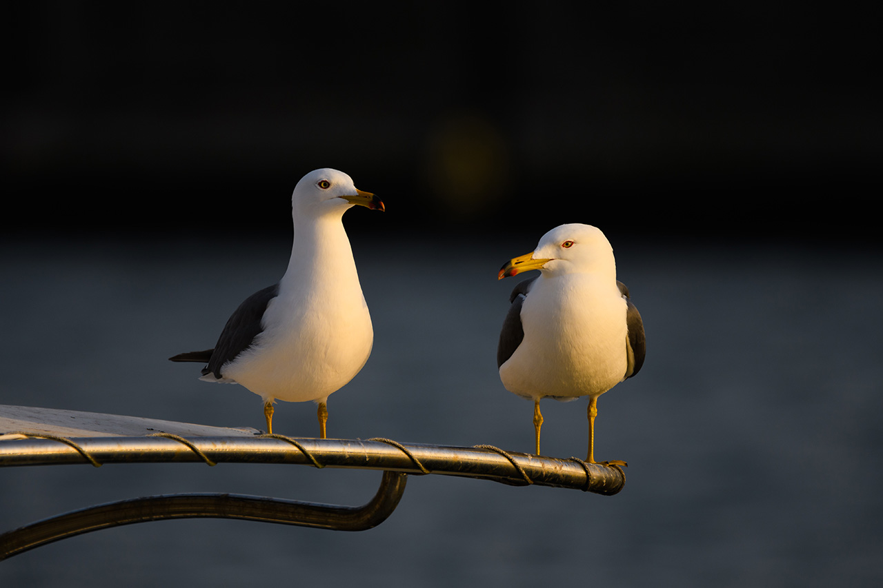 朝日を浴びて立つ2羽のウミネコ。 Two Black-tailed Gulls standing in the morning sun.