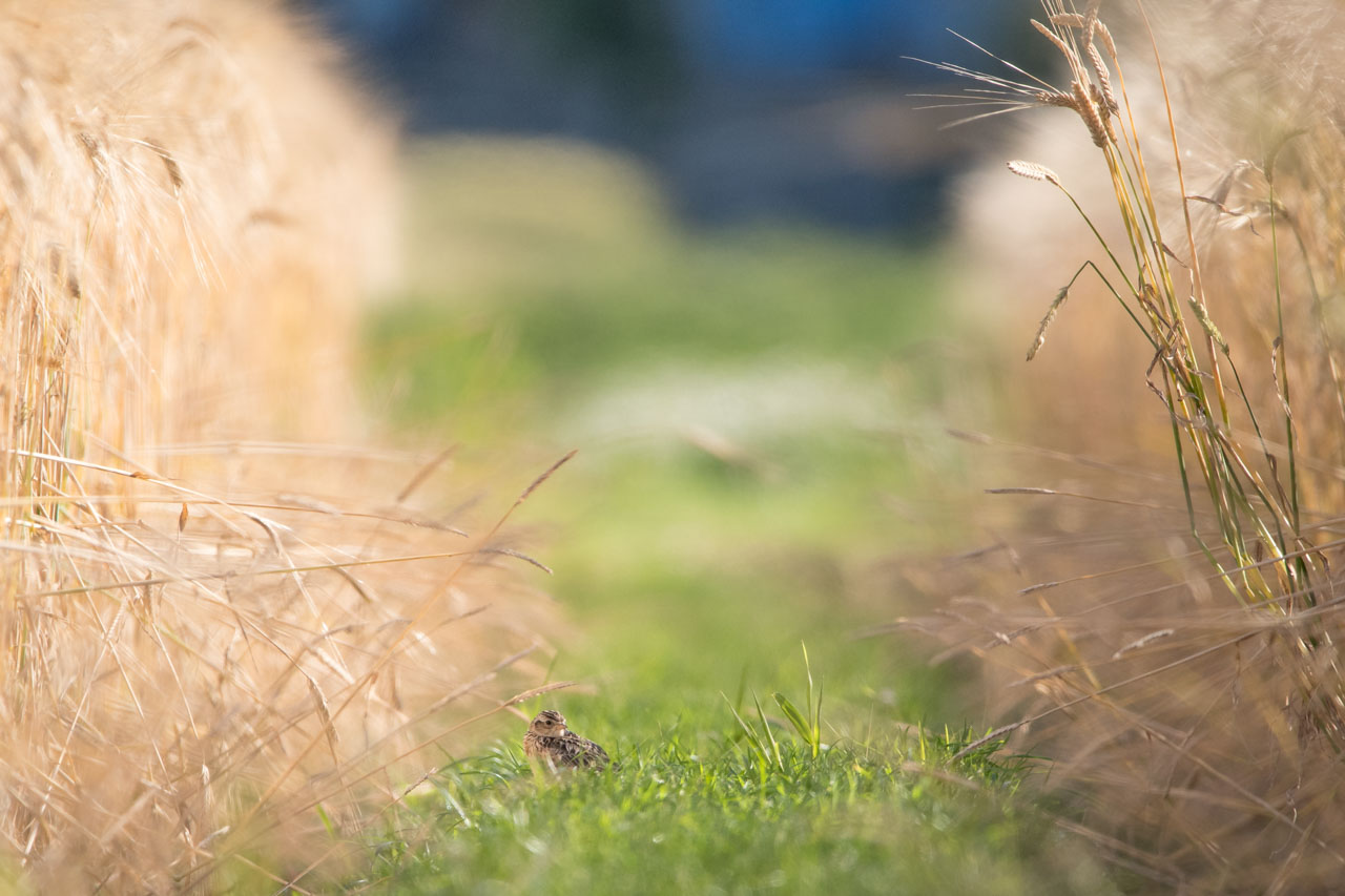 収穫期の麦畑に挟まれたあぜ道に小さく見えるヒバリ。 An Eurasian Skylark appears small on a footpath between wheat fields during the harvest season.