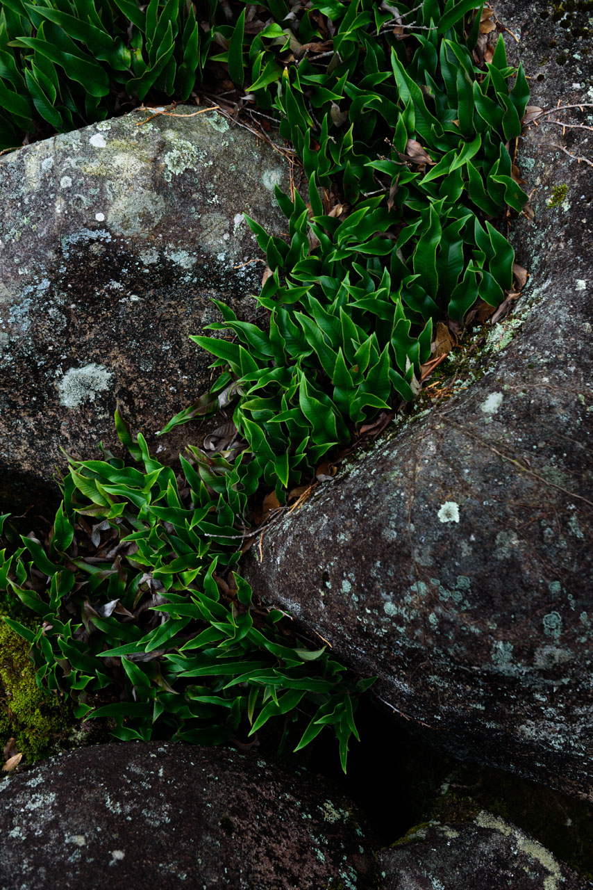 風化した岩、その隙間からS字を描いて覗く鮮やかな緑色の笹のような植物 Weathered rocks, bright green bamboo-like plants peeking out from the gaps in the rocks in an S-shape.