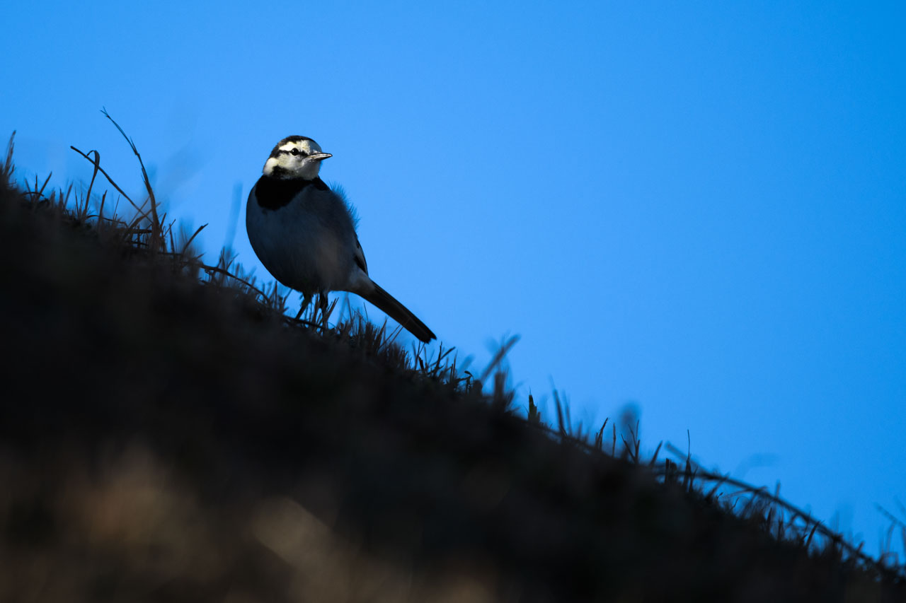 ハクセキレイ White Wagtail