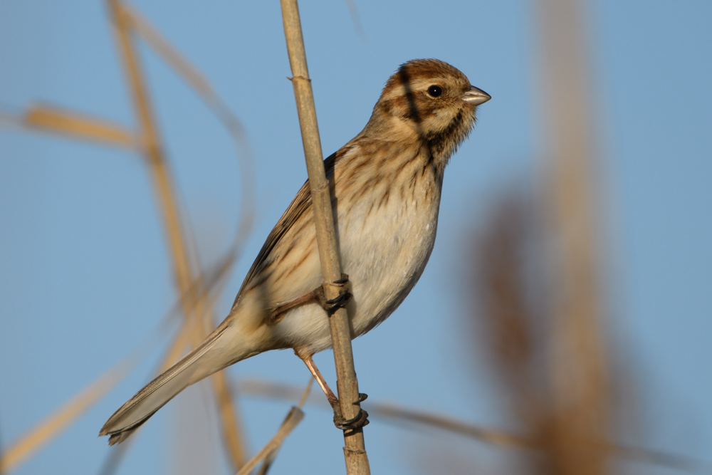 オオジュリン / Common Reed Bunting