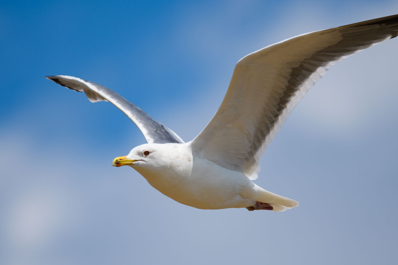 青空と白い雲を背景に翼を広げて飛ぶウミネコの全身アップ。 Full body close-up of a Black-tailed Gull flying with its wings spread against a background of blue sky and white clouds.
