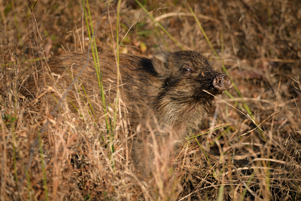 子イノシシ / Young wild boar