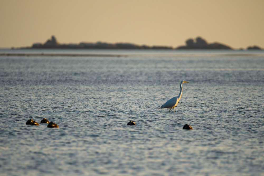 ダイサギ / Great egret