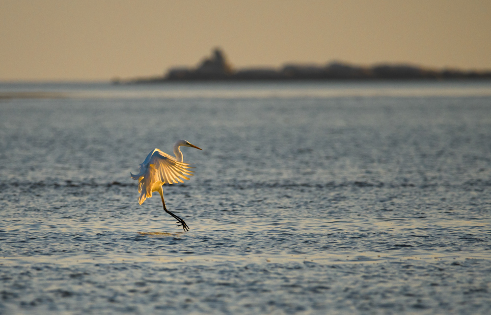 ダイサギ / Great egret