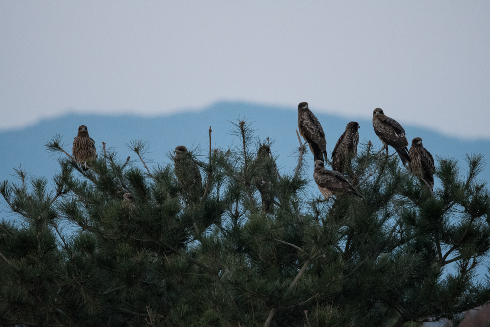 木にとまるトビの群れ / A flock of black kites on trees