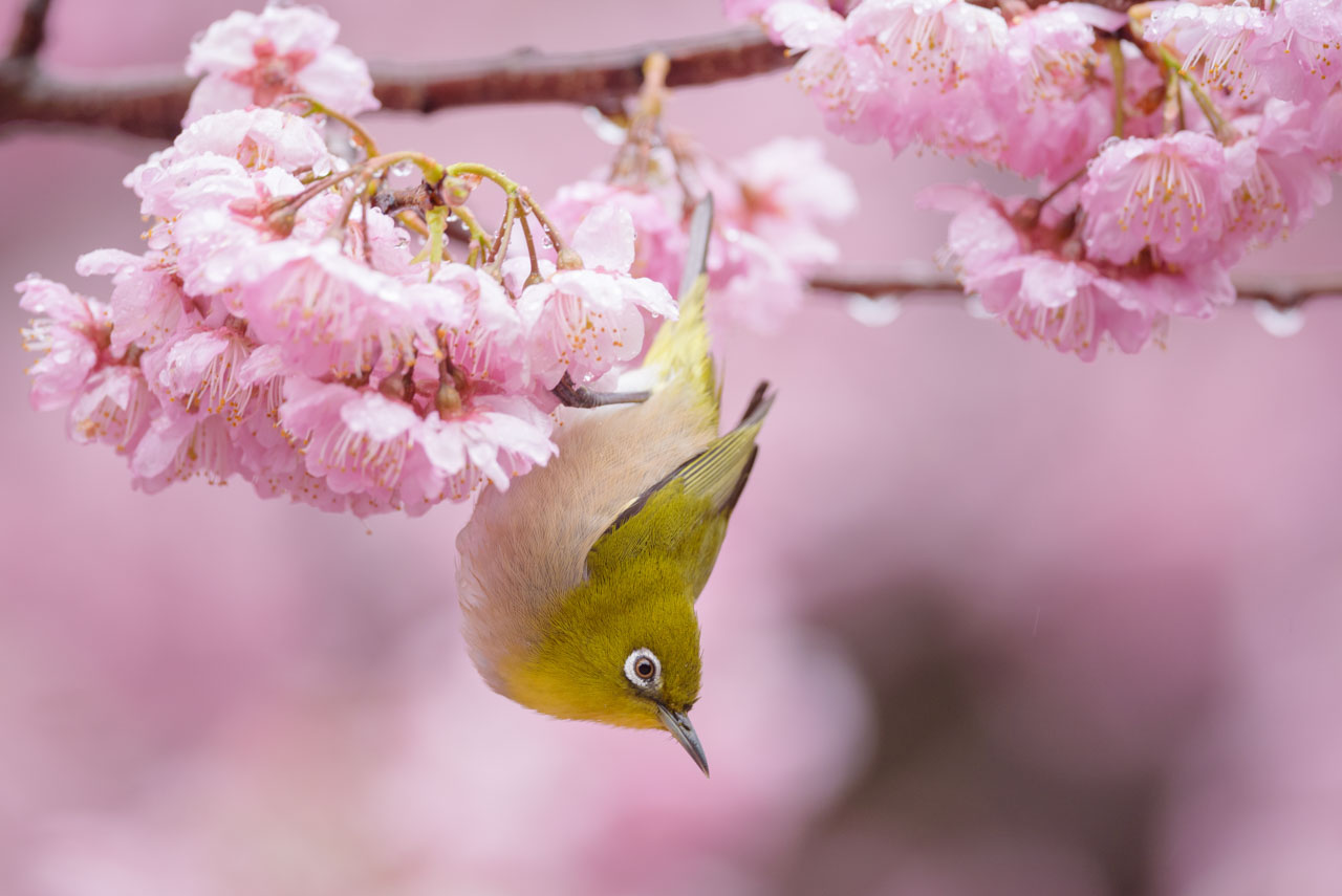 雨に濡れたピンク色の満開の桜と、逆さまにぶら下がるメジロ。 Cherry blossoms in full pink, wet from the rain, and a Japanese White-eye hanging upside down.