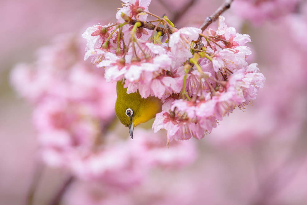 メジロと桜 / Cherry blossoms and Japanese white-eye