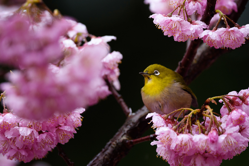 メジロと桜 / Cherry blossoms and Japanese white-eye