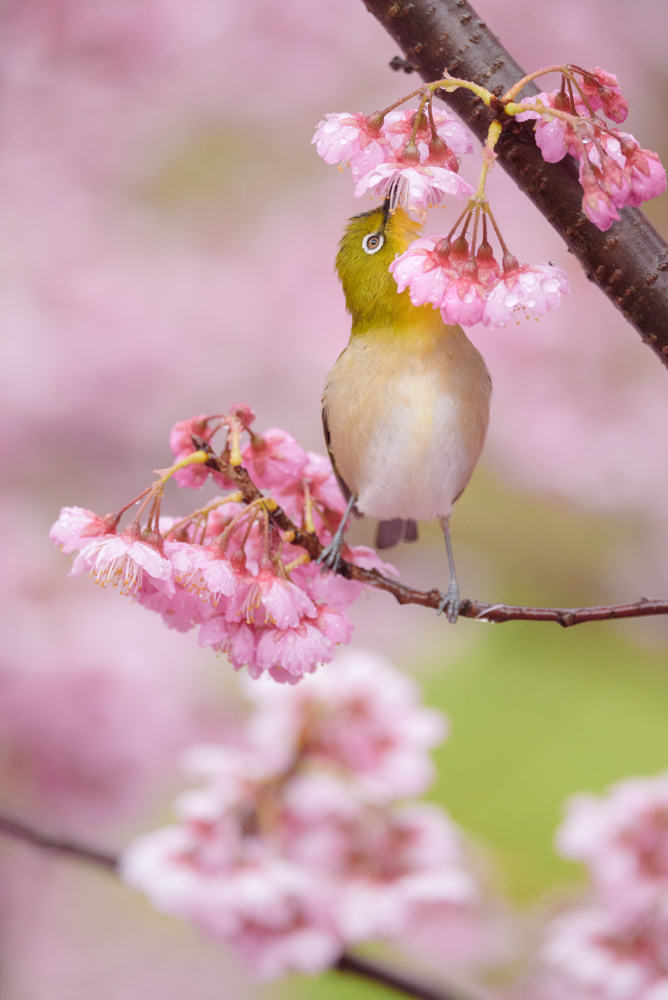 メジロと桜 / Cherry blossoms and Japanese white-eye