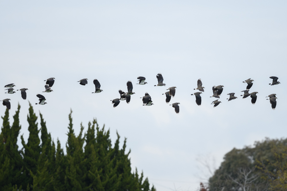 群れで飛ぶタゲリ / Flying flock of northern lapwings