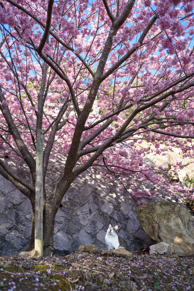猫と桜 / A cat and cherry blossoms