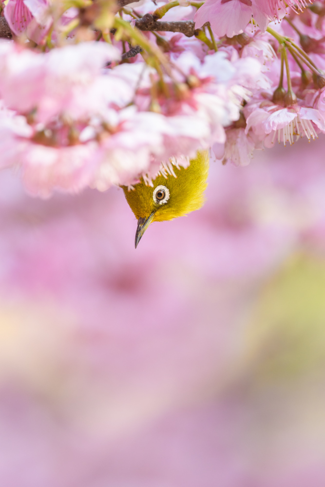 メジロと桜 / Cherry blossoms and Japanese white-eye