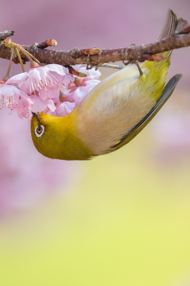 メジロと桜 / Cherry blossoms and Japanese white-eye