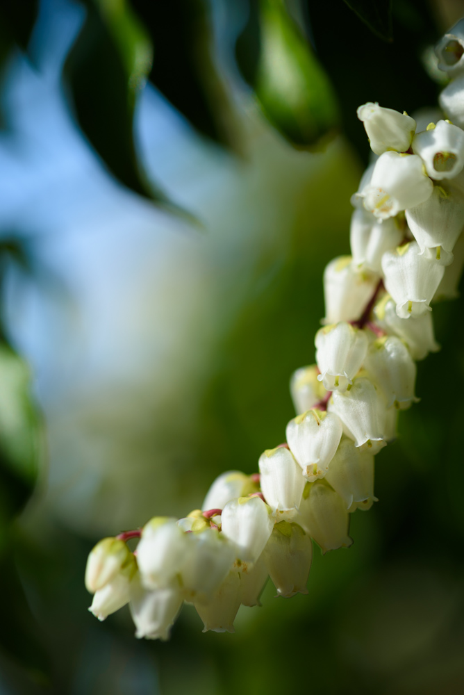 ネジキの花 / Flowers of Lyonia ovalifolia ssp. neziki