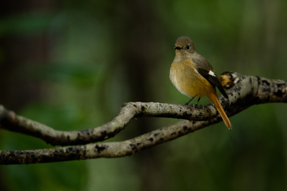 ジョウビタキ / Daurian redstart