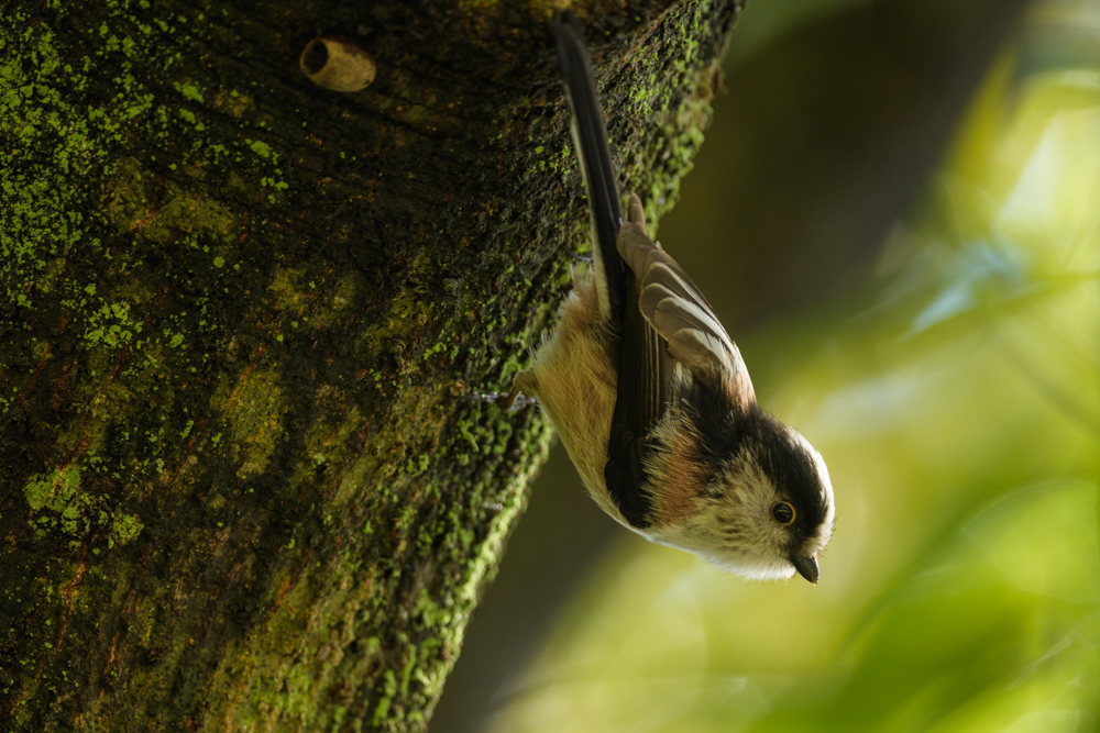 エナガ / Long-tailed tit