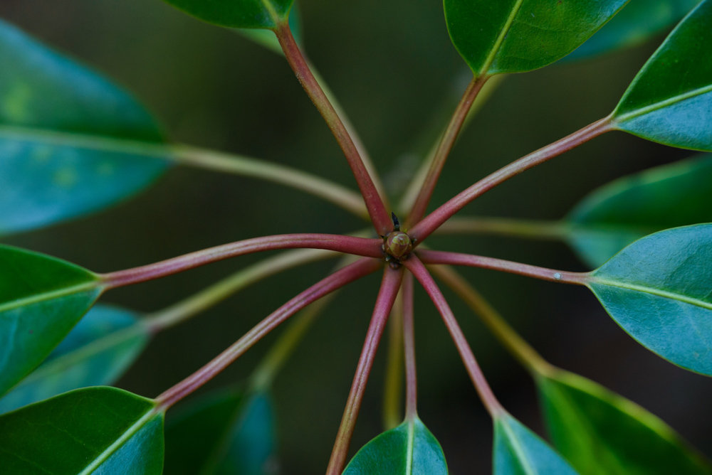 放射状に広がる葉 / Radial pattern of leaves