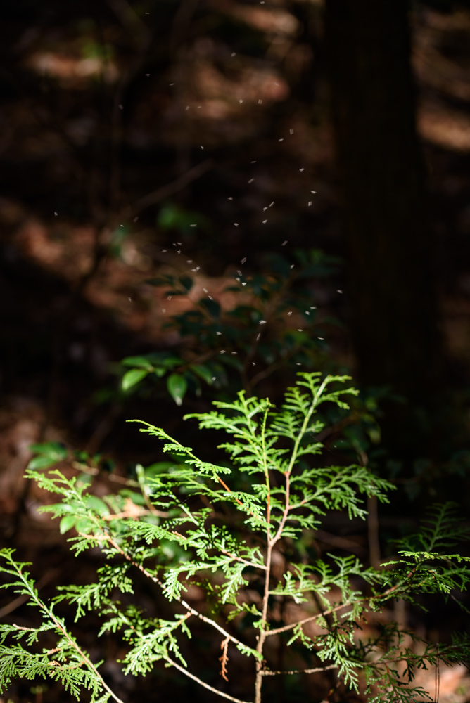 小さな羽虫 / Gnats