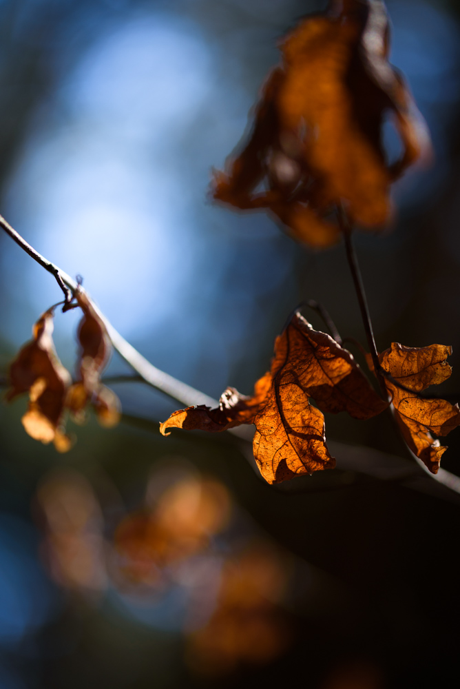 裏から照らされる枯れ葉 / Withered leaves lit from back