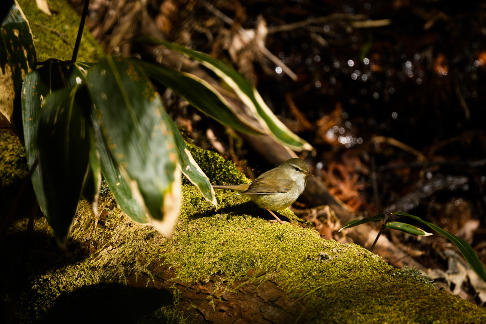 ウグイス / Japanese bush warbler