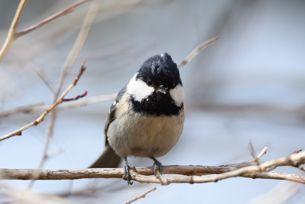 ヒガラ / Coal tit